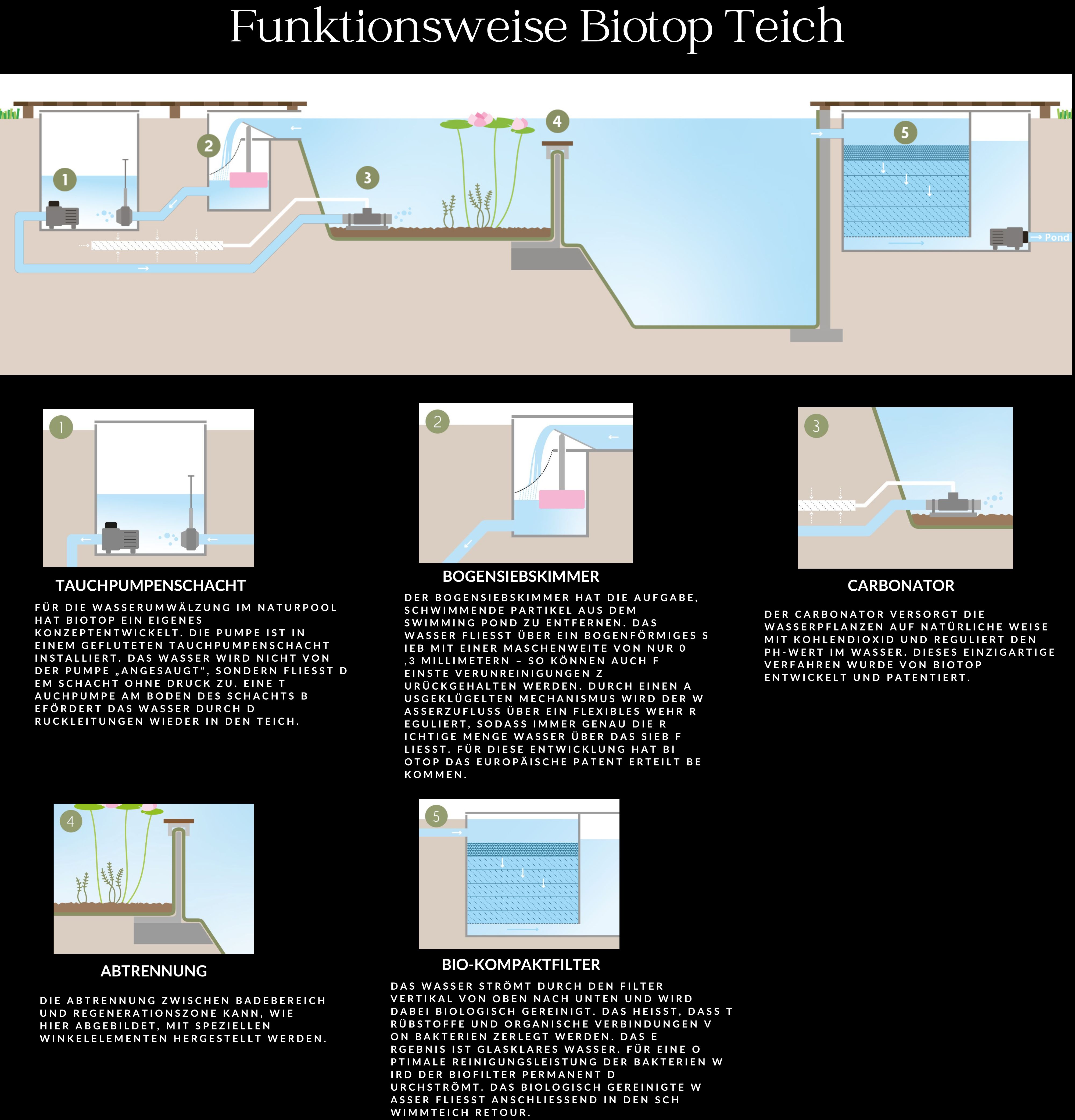 Funktionsweise Biotop Teich